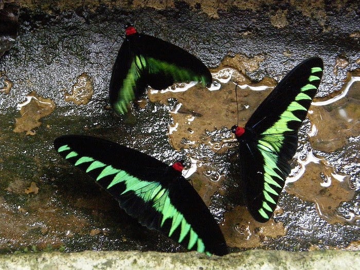 Three Rajah Brooke's birdwing butterflies puddling 