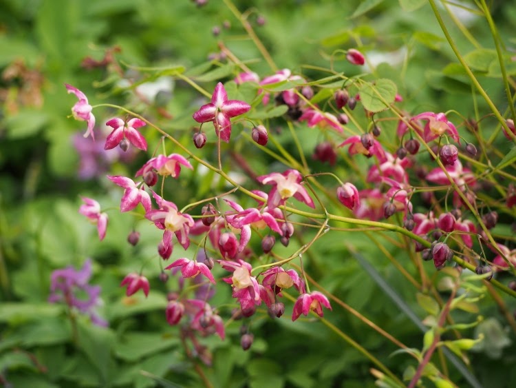 red bishop's hat plant in field