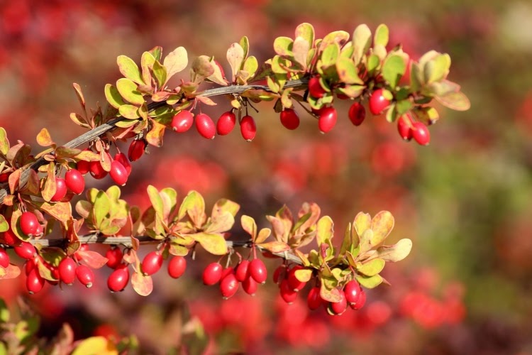 barberry branch