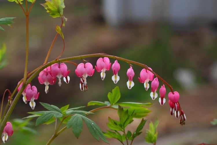 pink bleeding heart flowers with white centers