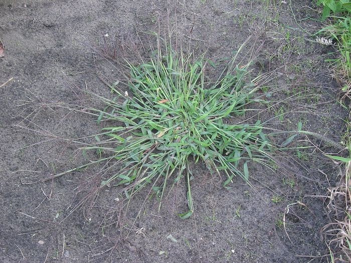 Crabgrass weed growing from the ground