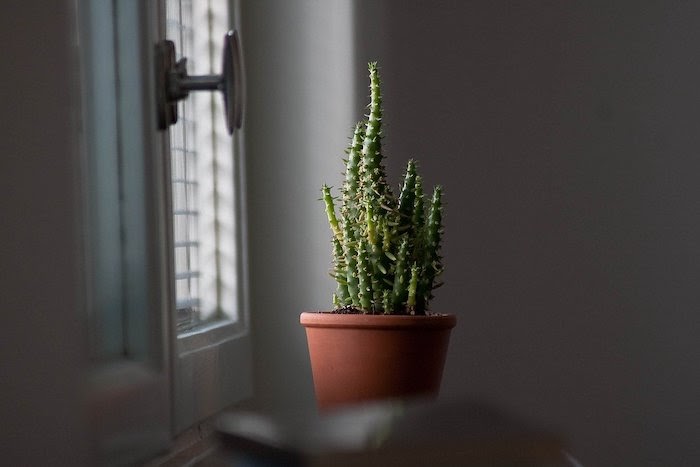Indoor houseplant sits by window