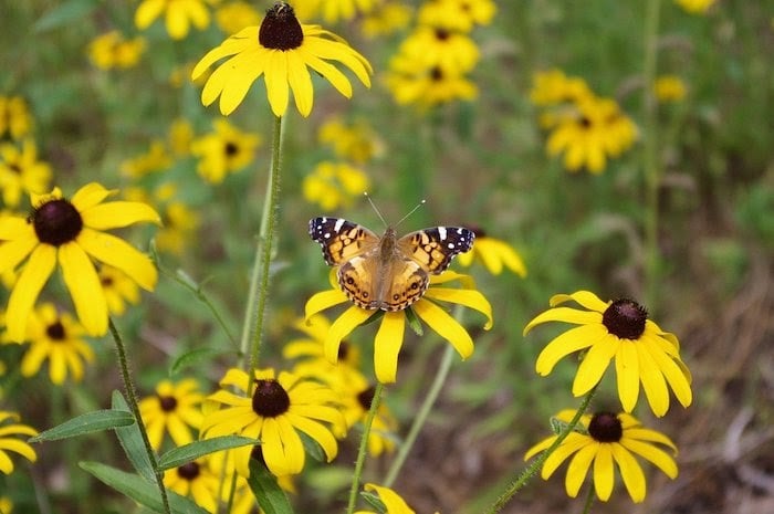 Butterfly sits on black-eyed Susan flower