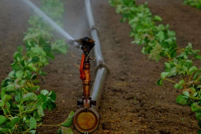 A sprinkler at the end of an irrigation systems sprays nearby vegetable plants