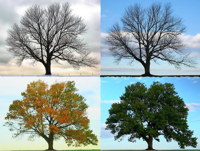Seasonal clock cycle that includes four images of a tree growing in the seasons of spring, summer, autumn, and winter