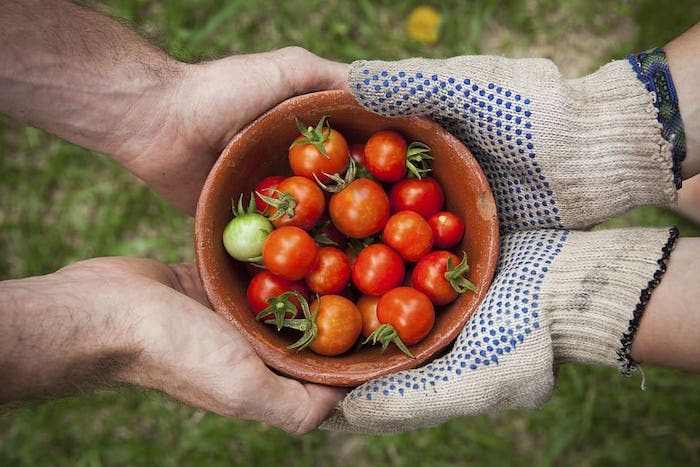 Two pairs of hands hold a bowl of small tomatoes