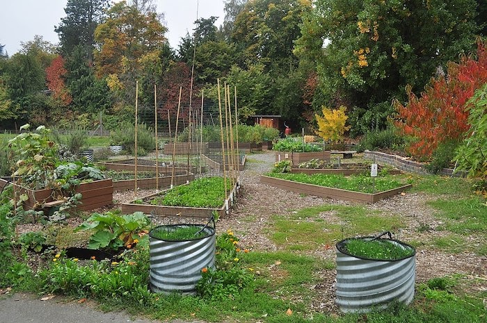 Ravenna Community Garden, behind Ravenna-Eckstein Community Center, Seattle, Washington