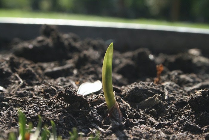A small sprout grows from the soil