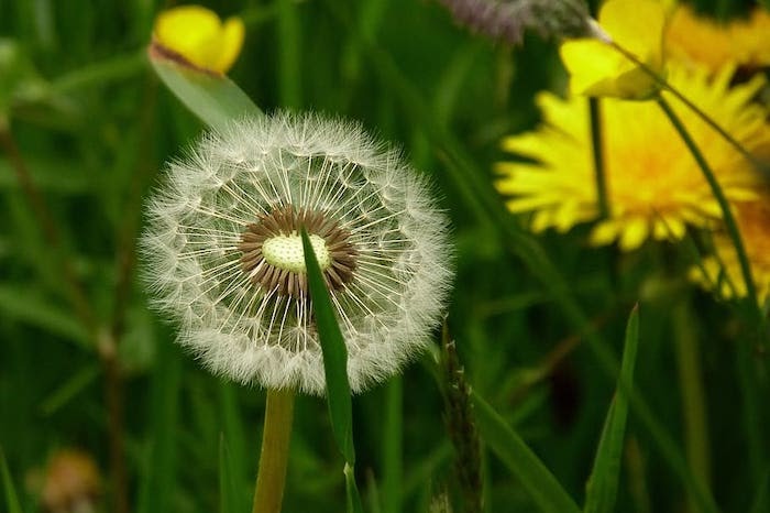 Close up of a dandelion weed