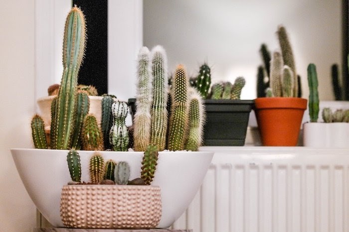 Several small potted cacti plants indoors