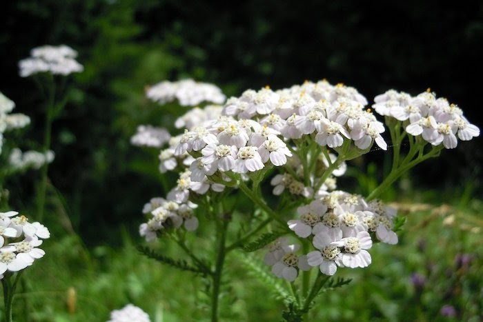 White yarrow flowers against a green nature background
