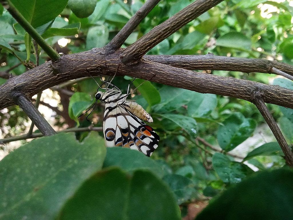 Butterfly in lemon tree