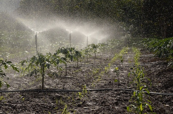 An irrigation system sprays a large garden of vegetables