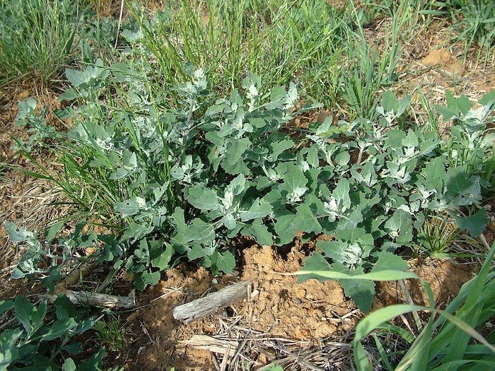 Chenopodium album weed growing in a dense patch