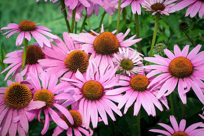 Close up of several purple coneflowers