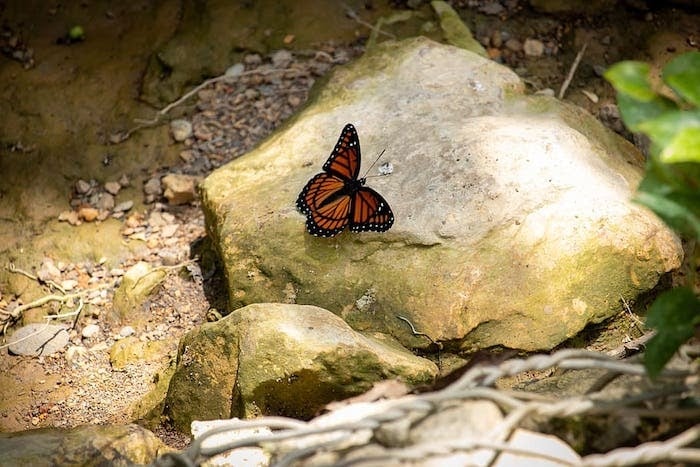 Monarch butterfly rests in the sun on a rock