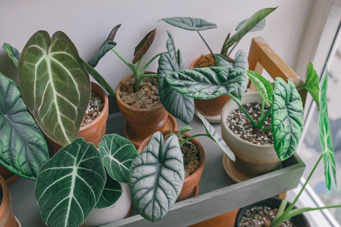 Several leafy indoor plants in ceramic pots