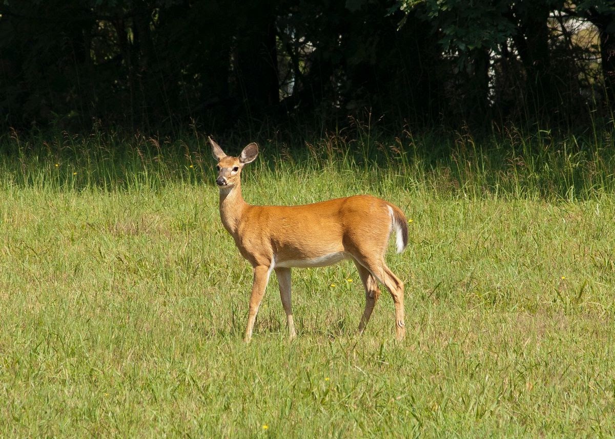 one white-tailed doe standing in a grassy field with the woods behind her