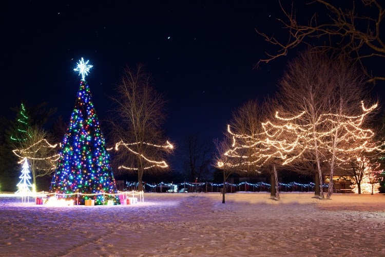 Outdoor Christmas trees decked out in lights