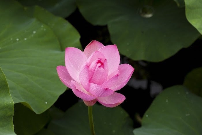 Close up of pink lotus flower rising above water