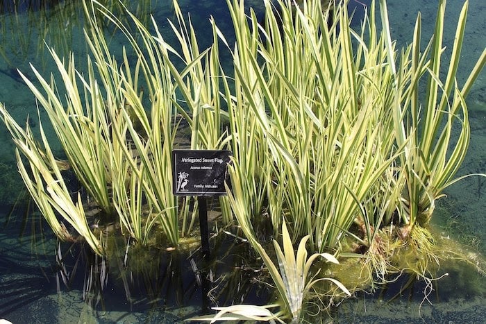 Variegated sweet flag grows in water