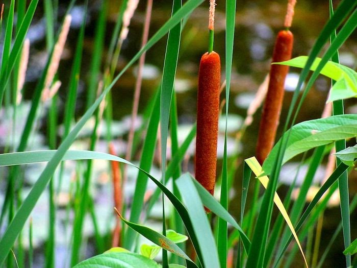 Close up of two cattails with water and foliage in the background
