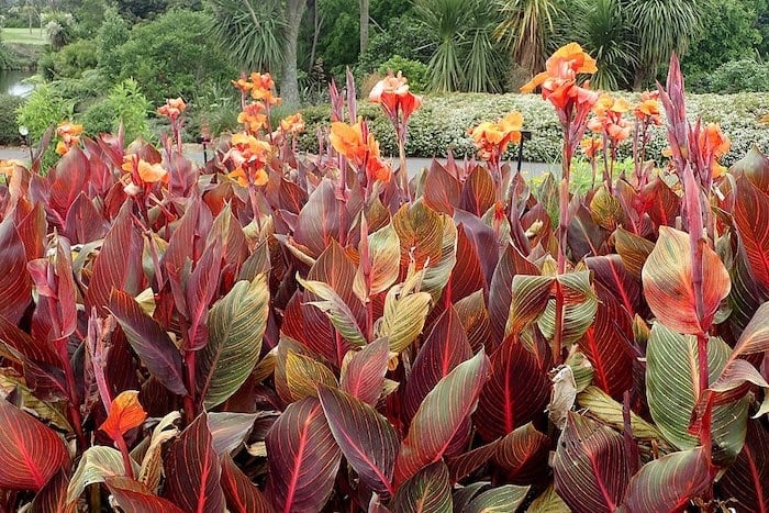 Canna 'Tropicanna' in Auckland Botanic Gardens