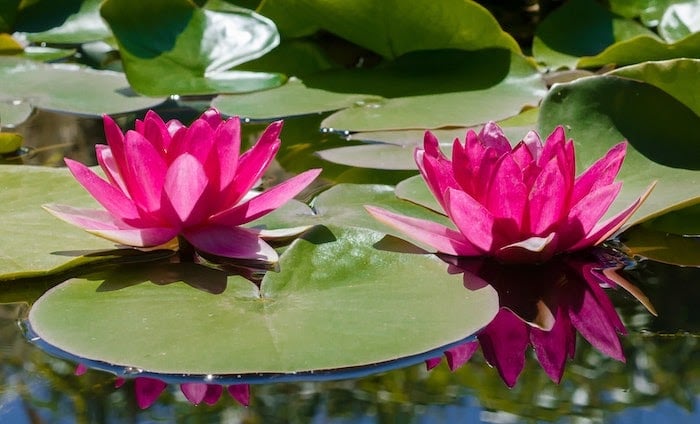 Close up of lily pads and two pink water lily flowers 