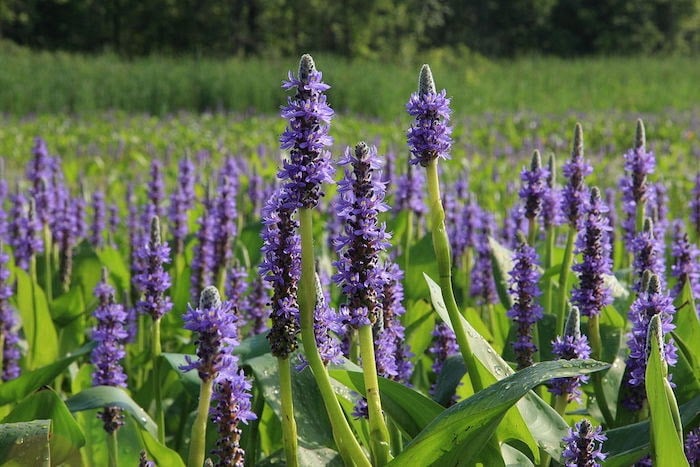 Close up of pickerelweed with a greater mass of pickerelweed in the background