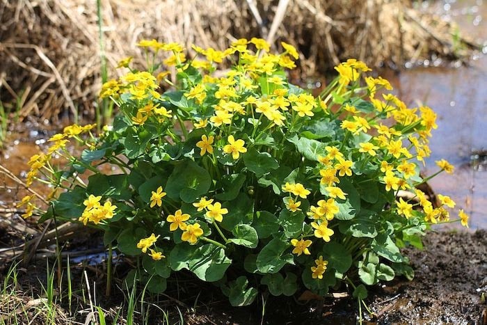 Close up of yellow marsh marigold