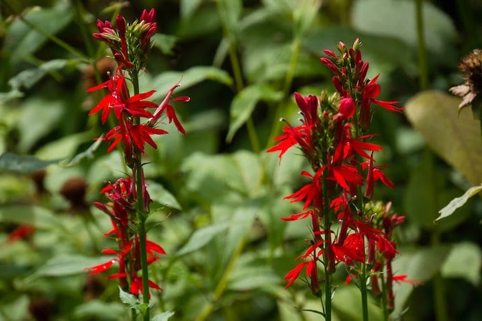 Close up of two red cardinal plant blooms with dark green foliage in the background