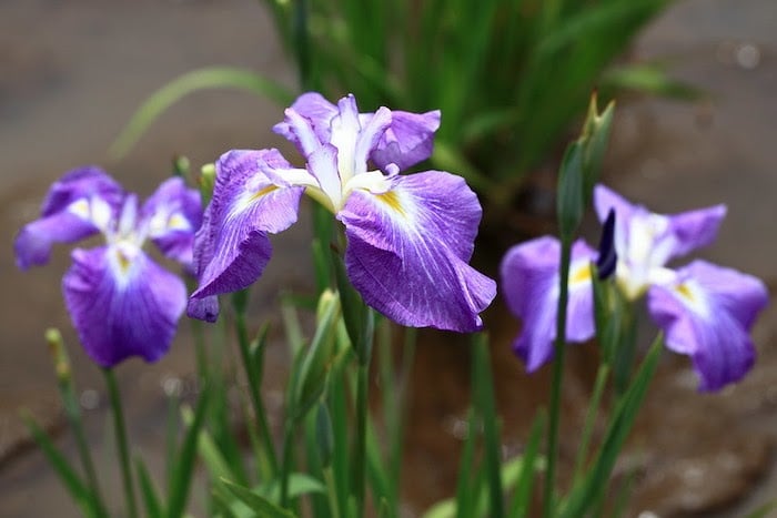 Close up of three Japanese iris blooms 
