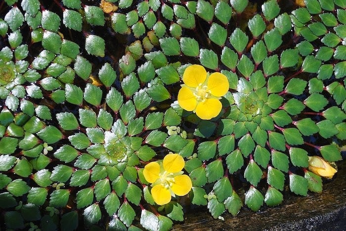 Mosaic flower floating on the water with green diamond leaves and two yellow blossoms