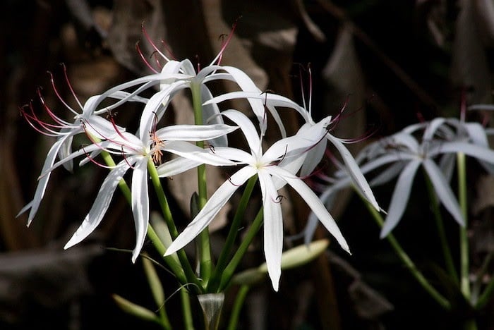 Close up of white swamp lily flowers