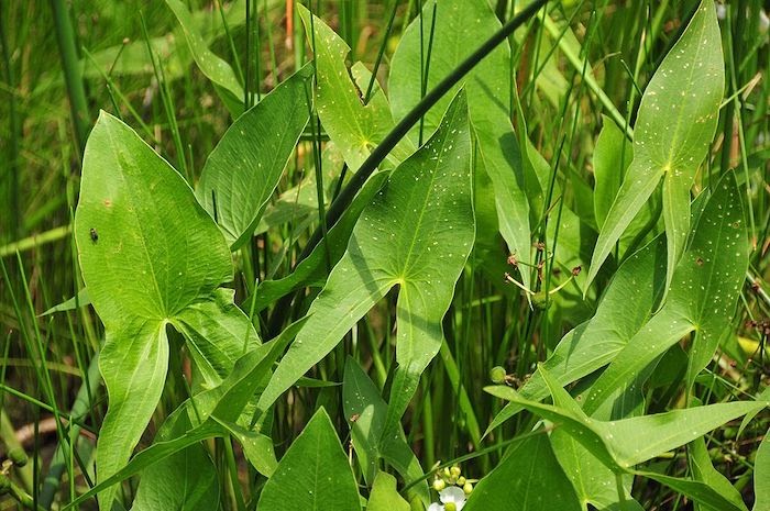 Close up of bright green broadleaf arrowhead plant