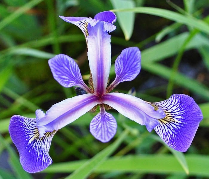Close up of blue flag iris flower