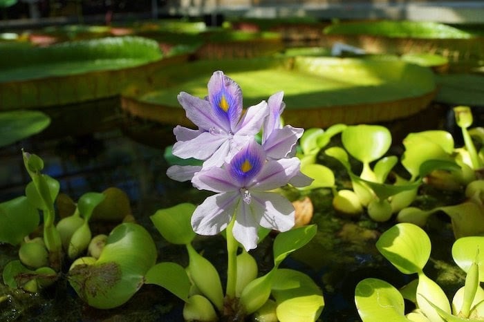 Close up of water hyacinth flowers floating on water