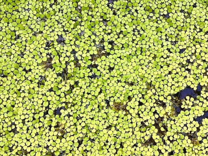 Close up of duckweed plant