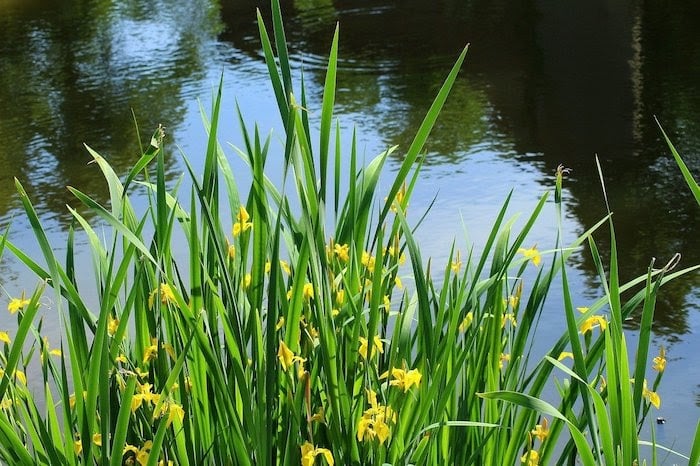 Tall yellow flag iris flowers growing at the water's edge