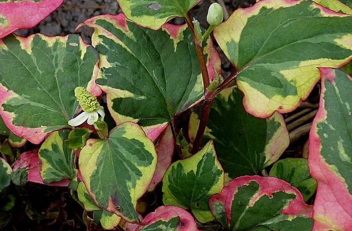 Close up of chameleon plant with colorful foliage 