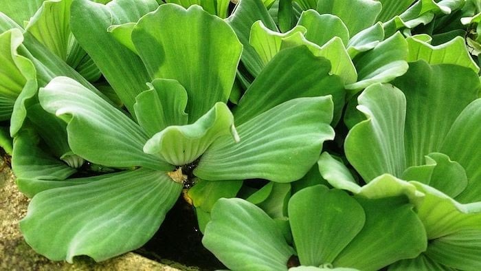 Close up of water lettuce plant