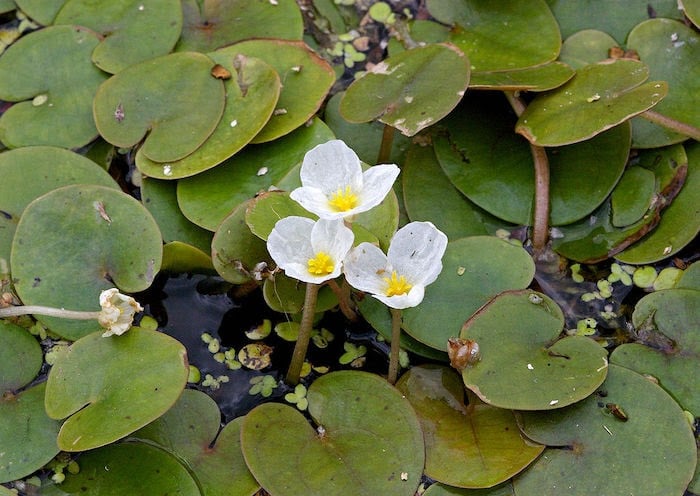 Close up of European frogbit plant with three white flowers