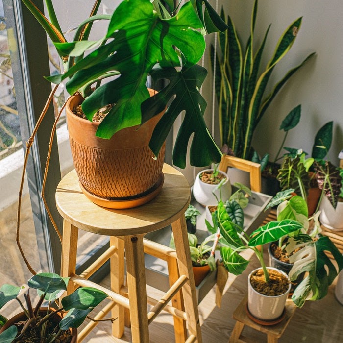 Potted plants (perfect for a she shed) sit next to a window