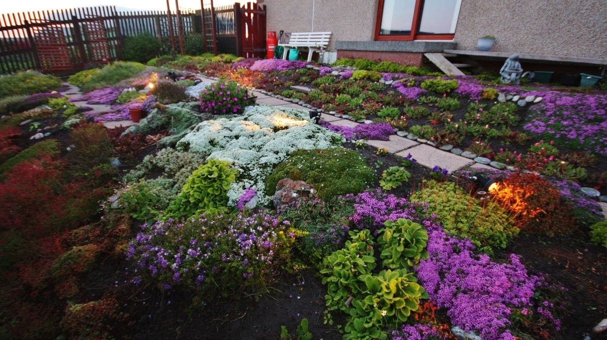 A night garden with various plants of different colors