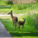 21 Deer-Resistant Plants and Trees to Grow in Philadelphia