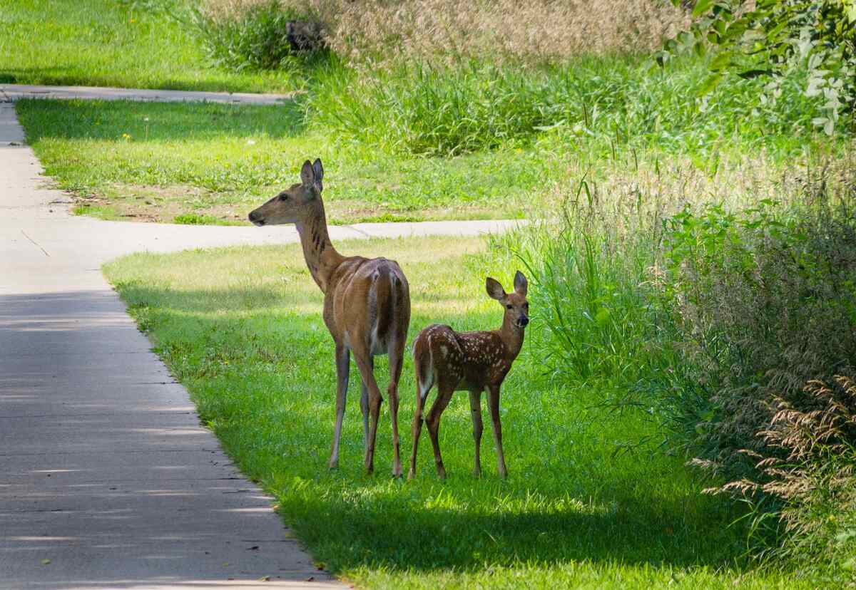 a doe and her fawn standing in a yard
