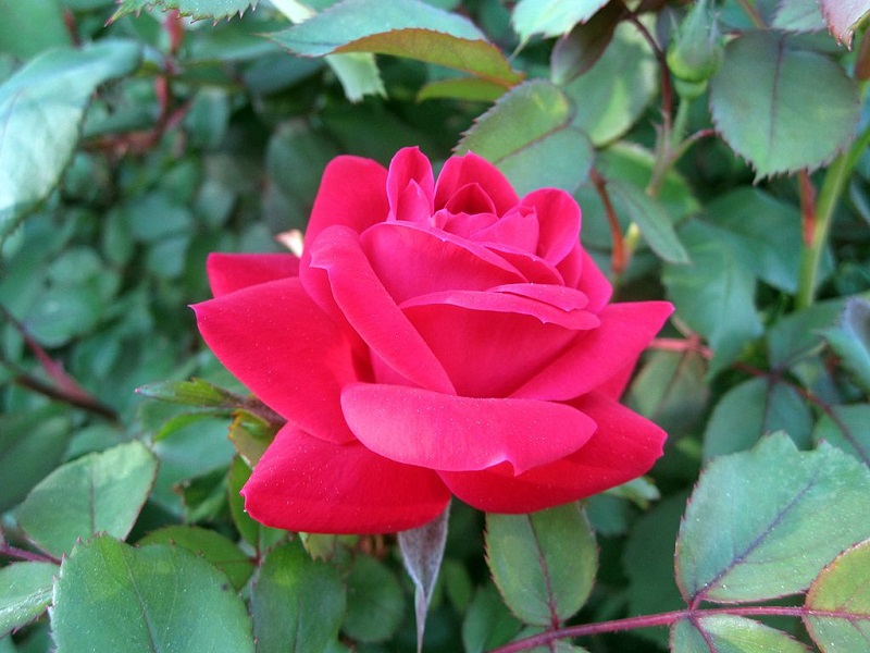 closeup of a bright red knockout rose