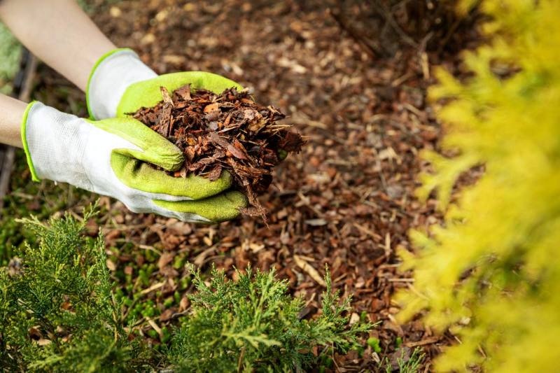 Gardener wearing green gloves spreading organic mulch around plants in a garden to retain moisture, suppress weeds, and improve soil.