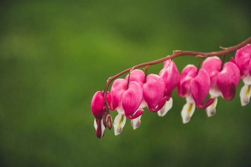 close-up of pink flowers on a Pacific bleeding heart plant