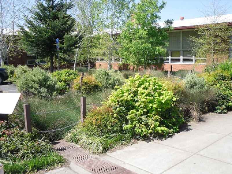 Rain garden in a ditch with trees, bushes, and grasses